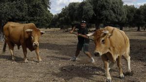 Un ganadero vacauna inyecta a una vaca con la garrocha en una explotación de Tierra del Vino.