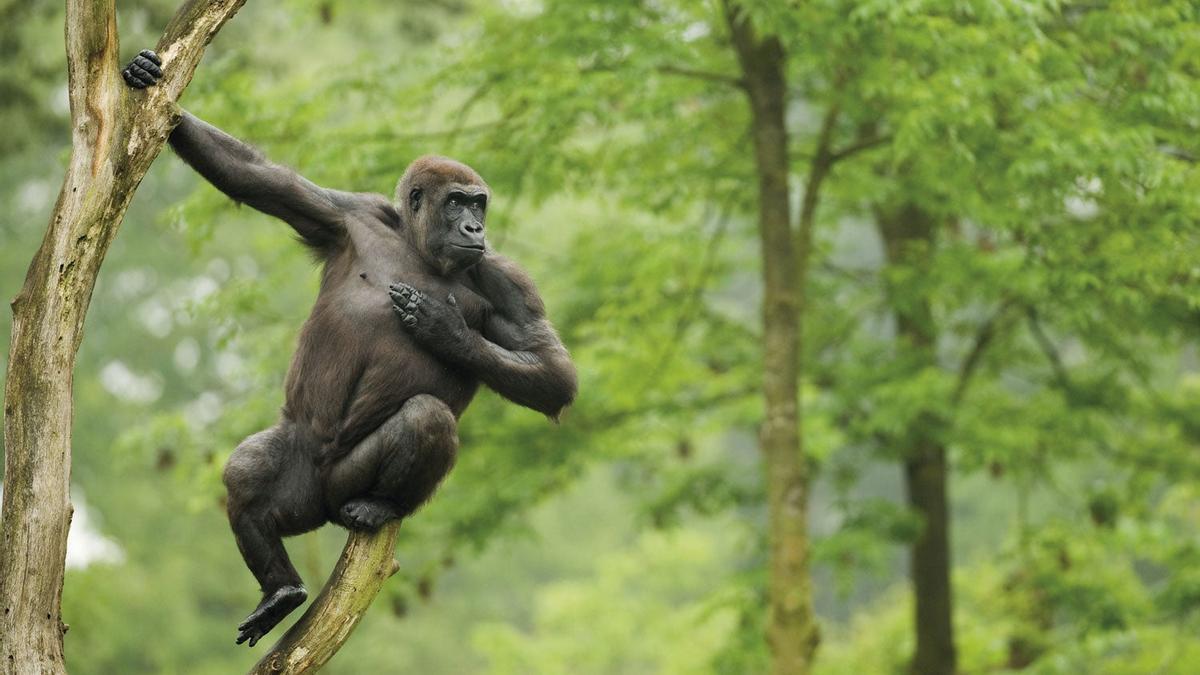 Western lowland gorilla (Gorilla gorilla gorilla)