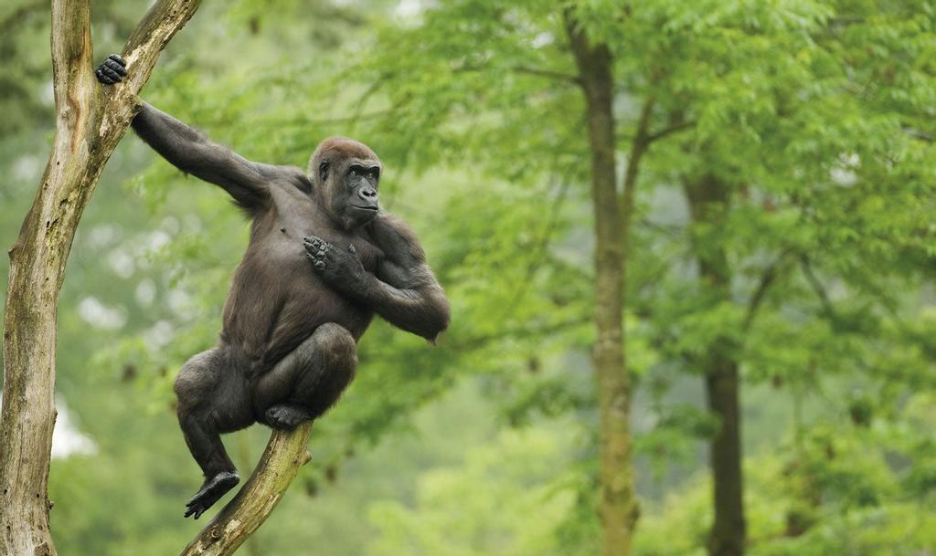 Western lowland gorilla (Gorilla gorilla gorilla)