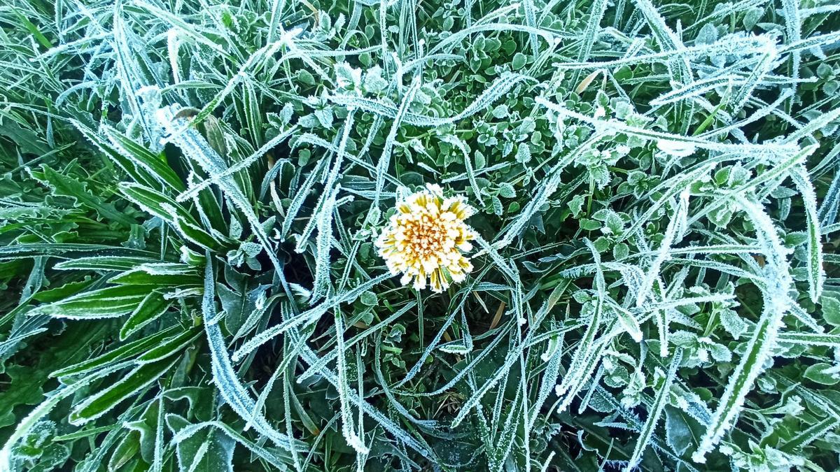 Hierba helada por el frío.