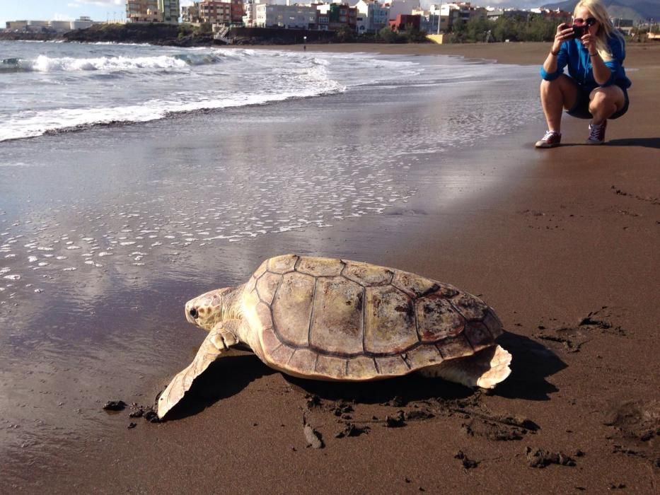 Suelta de 30 tortugas en las aguas grancanarias