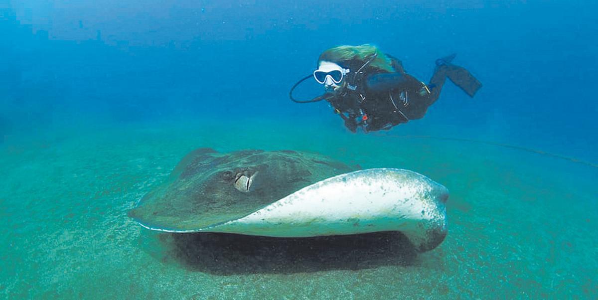 El experimentado fotógrafo submarino Arturo Telle vuelve a alzarse como el ganador del Fotosub Costa Telde. La imagen está protagonizada por un chucho común y Mónica Machado como modelo.