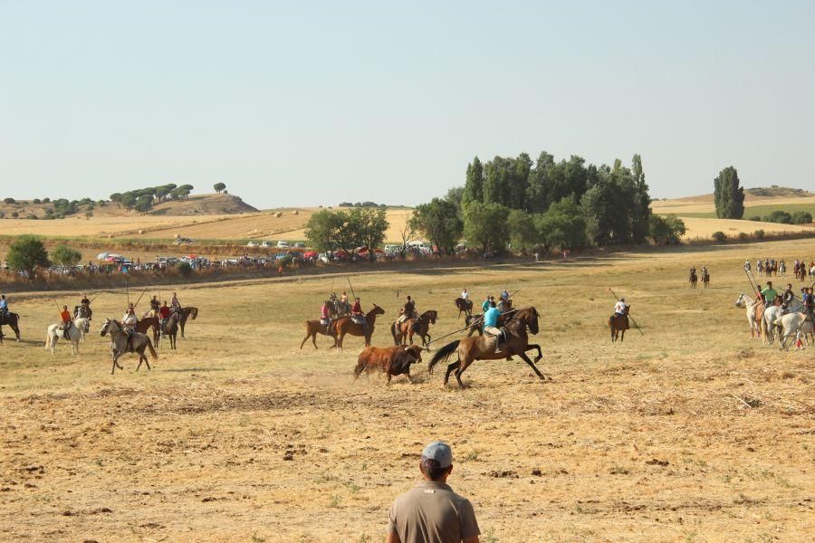 Fiestas en Zamora: Encierro en Argujillo