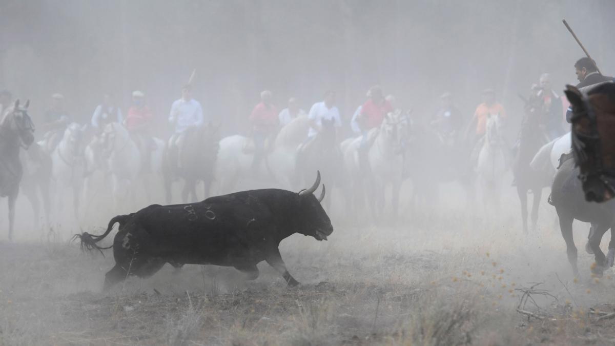 Los festejos del Toro de la Vega, en imágenes