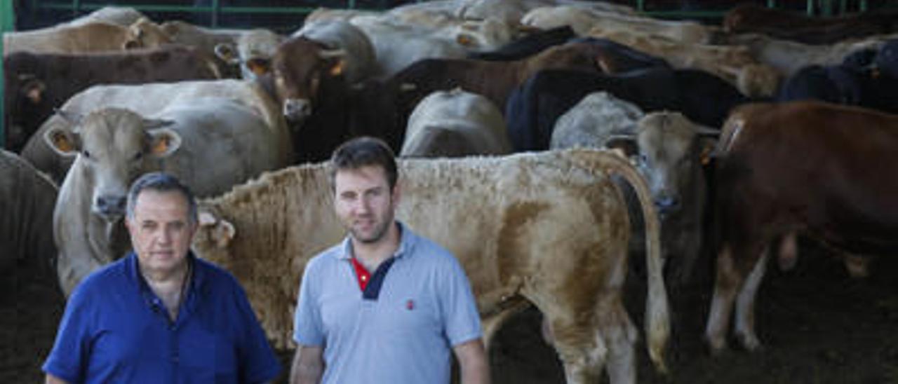 Valencia no es tierra de vacas