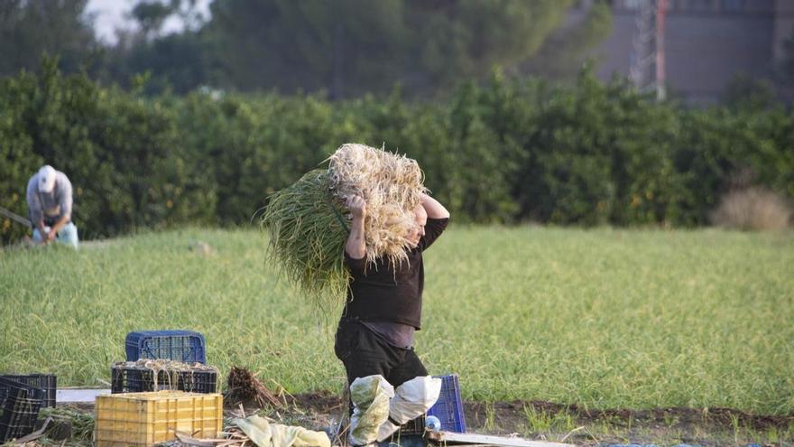 El frío y la lluvia vuelven a enturbiar la cosecha en el principal bastión del ajo tierno