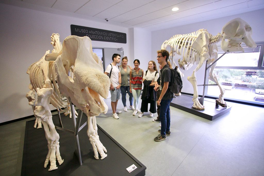 Esqueletos de elefante, rinoceronte o avestruz toman el Museo Veterinario