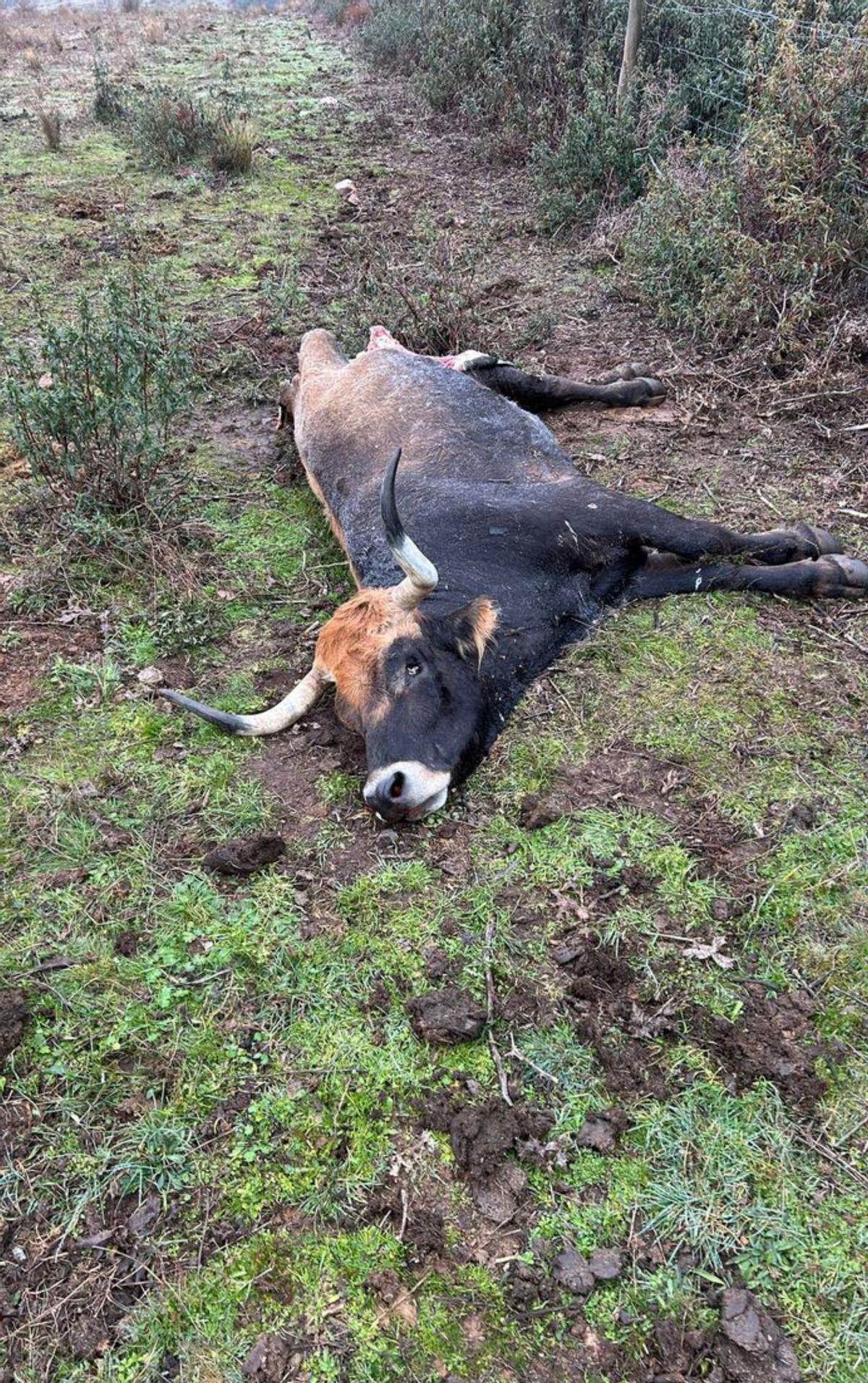 Los lobos atacan una ganadería de vacuno autóctono en Carbajales