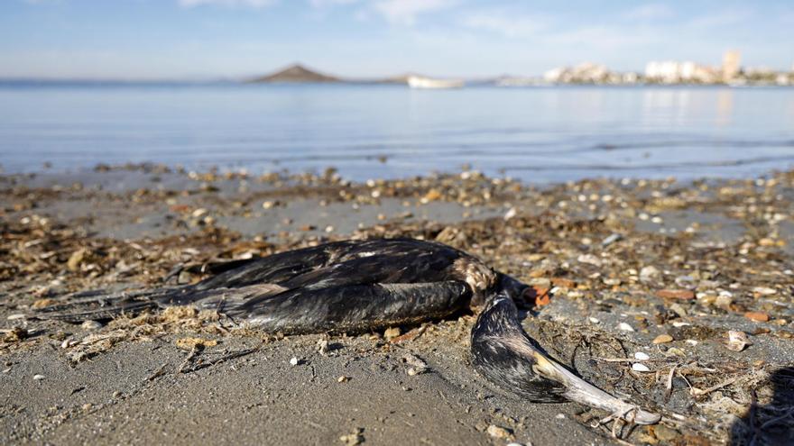 Alerta por la aparición de cadáveres de cormoranes en el Mar Menor