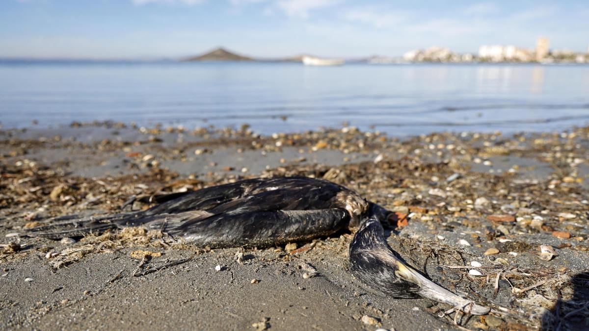 Un ave marina, especie protegida, muerta en la orilla del Mar Menor este lunes 11 de diciembre por la mañana.