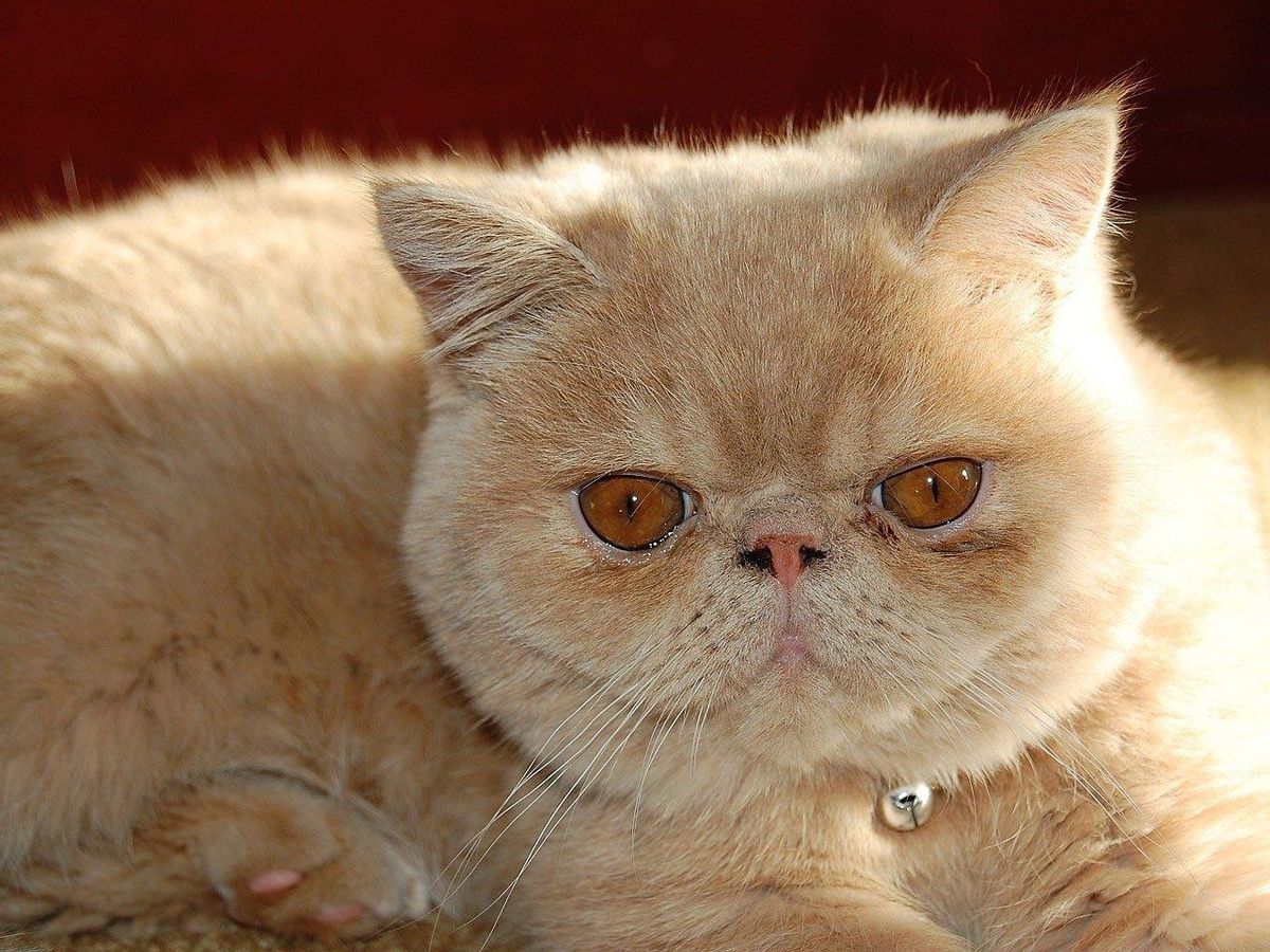 Gato exótico.