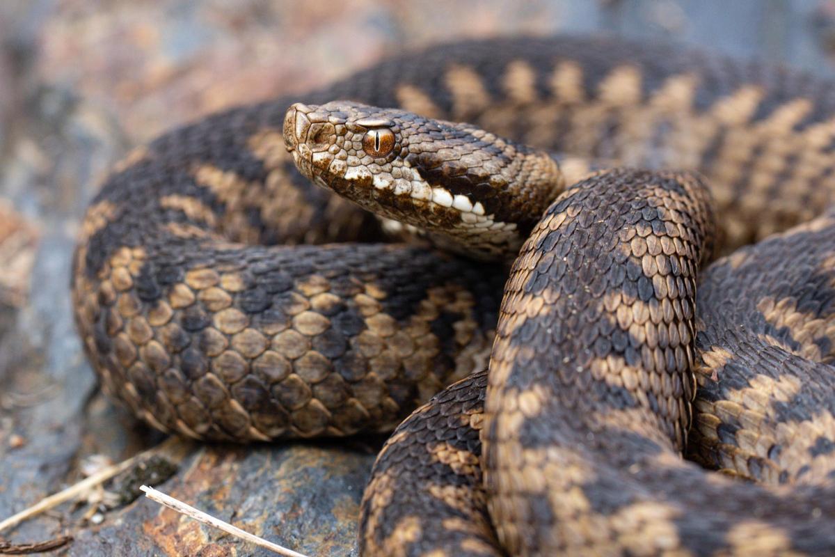 Un ejemplar de víbora áspid ('Vipera aspis').
