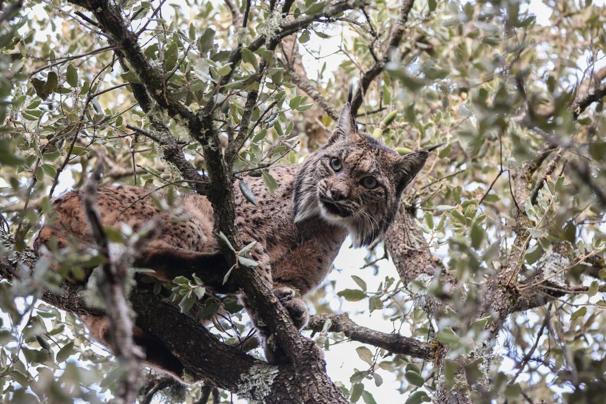 La finca El Encinarejo, en Andújar, permite ver de cerca bisontes y linces ibéricos gracias a su safari