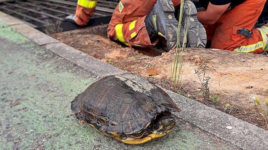 La tortuga rescatada del alcantarillado de Alzira. | CPB