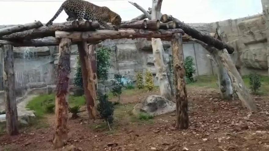 Dos nuevos leopardos llegan a Terra Natura
