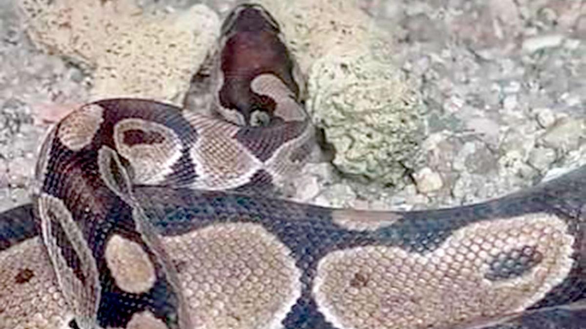 Vídeo: una serpiente se cuela en la cama de una vivienda en Sevilla