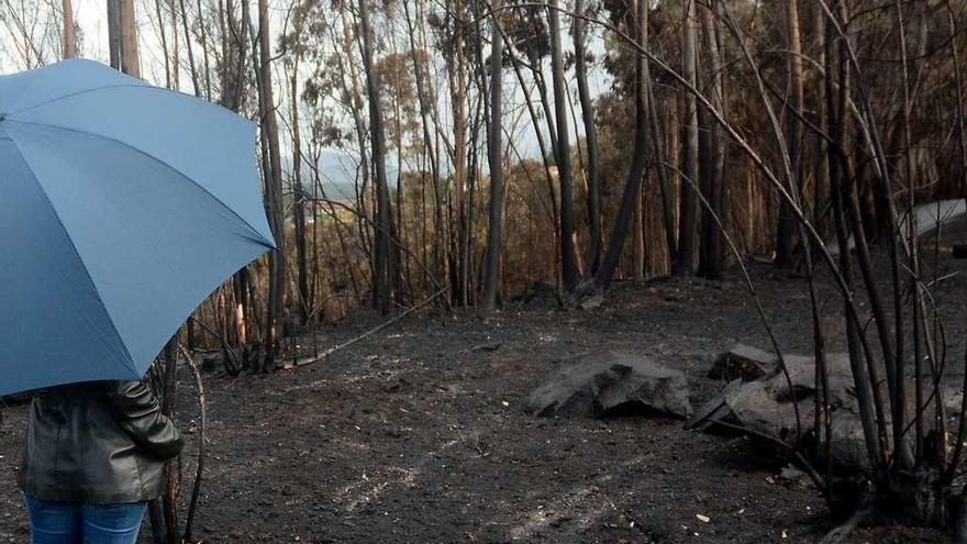 Una zona de bosque quemada en Ponte Caldelas. // Rafa Vázquez