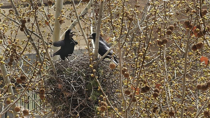 La parella de graules que hi havia en un arbre del Passeig de Manresa ha marxat a un altre lloc