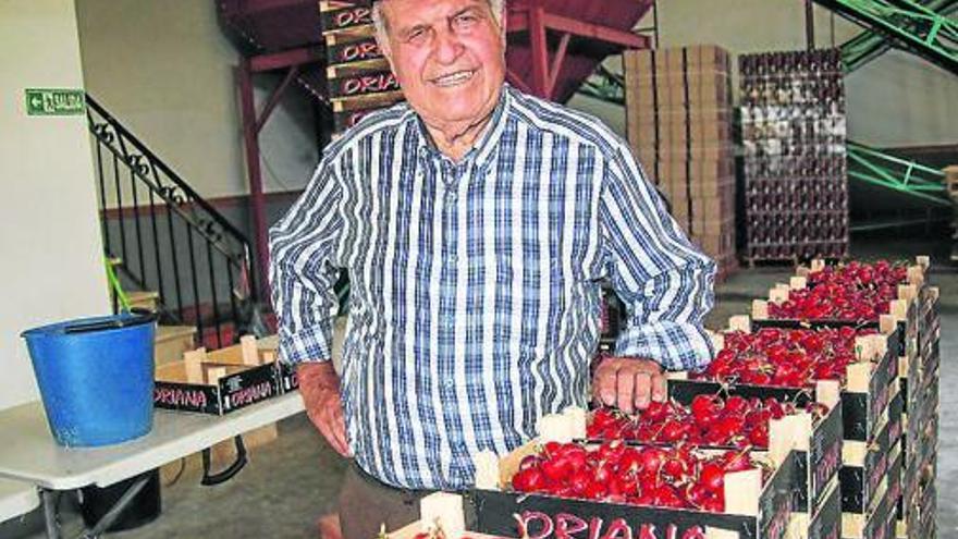 Seguí, a sus 78 años, sigue activo en el campo recogiendo cerezas.