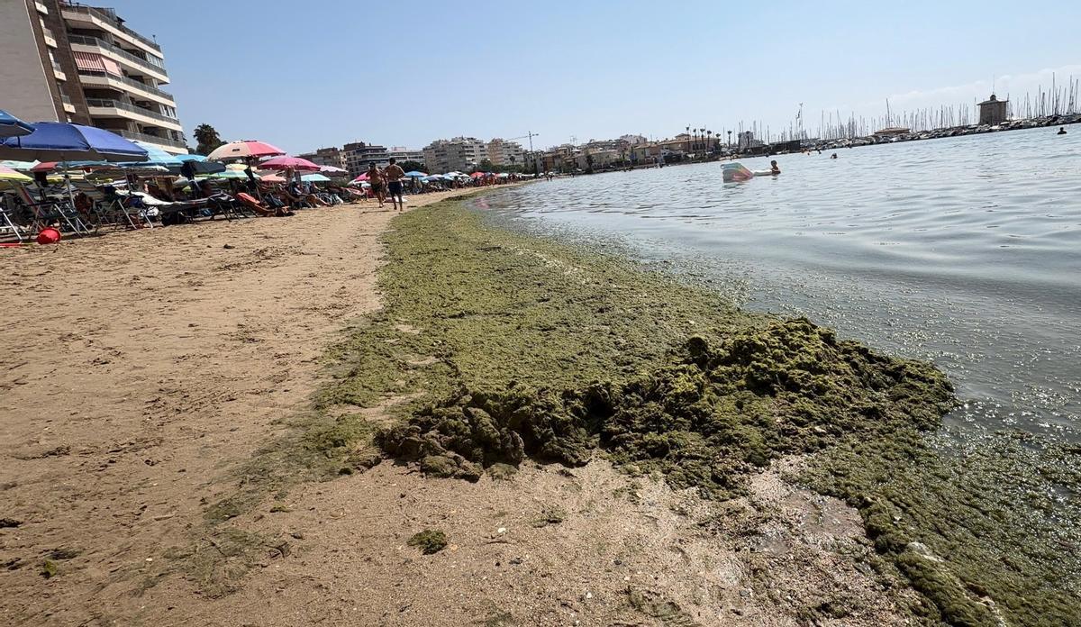 Capa de algas en la orilla y el agua de la bahía de Torrevieja