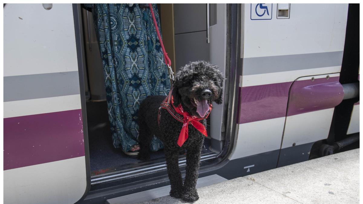 Un perro bajando de un vagón de tren.