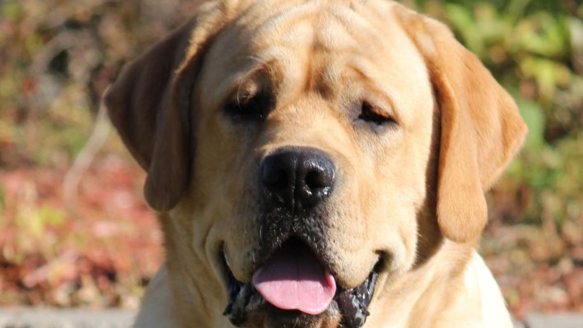 Labrador retreveir.