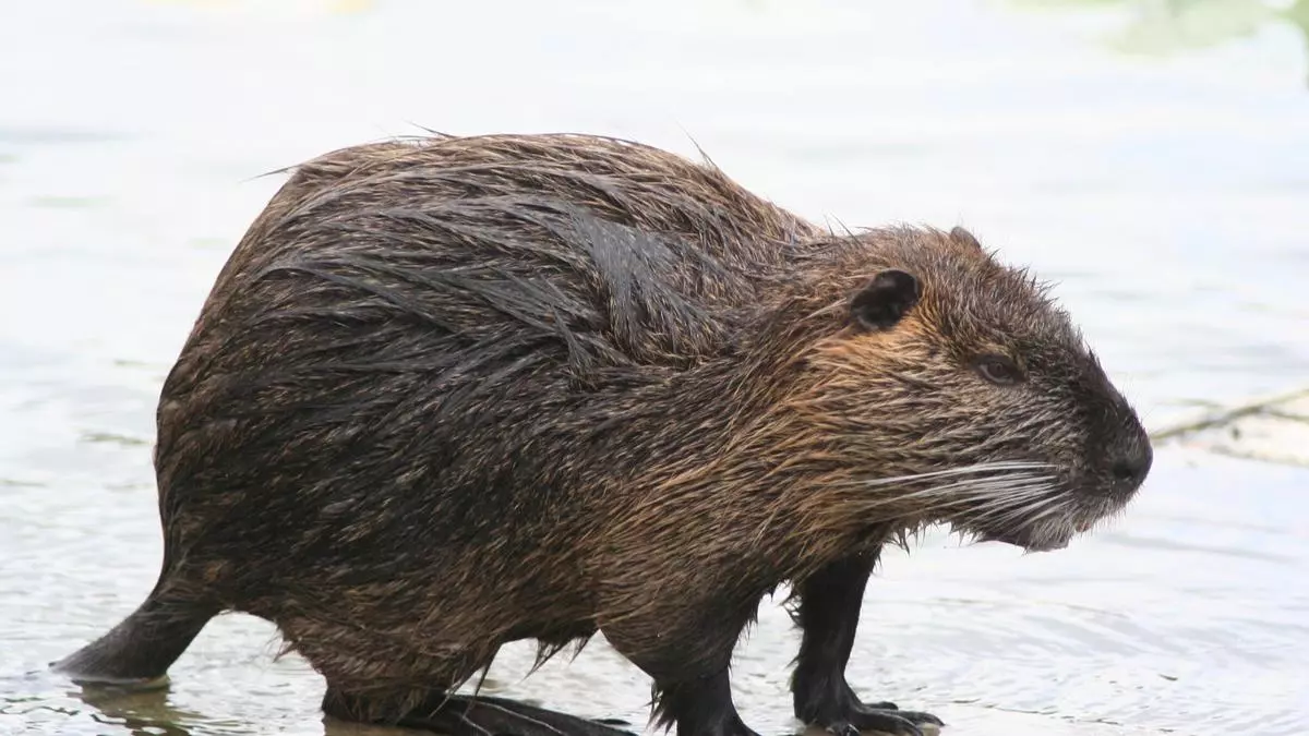 Esta es la especie invasora de gran roedor que se ha visto en canales de riego de la Vega Baja