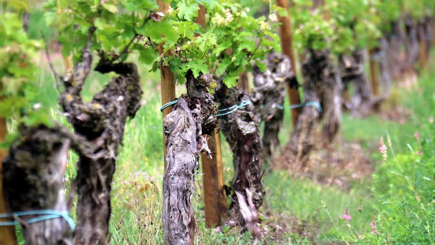 Viticultors del Bages busquen nous sistemes de reg i de conreu per adaptar la vinya al canvi climàtic