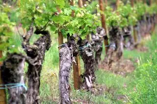 Els viticultors del Bages s'adapten per fer la vinya "més resilient" al canvi climàtic