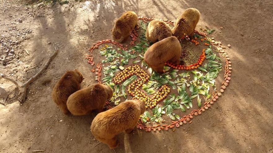 Yaki, Nuca y el resto de su familia degustan la tarta preparada por los cuidadores del zoo.