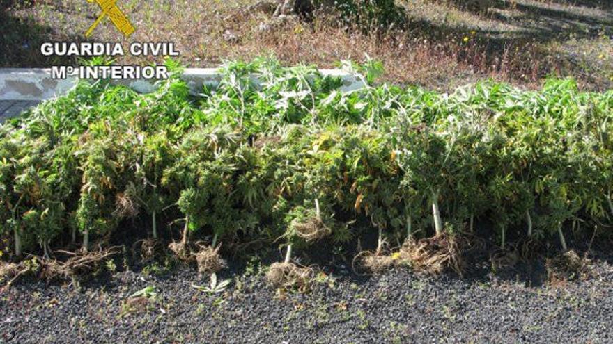 La Guardia Civil desmantela un invernadero con 69 plantas de marihuana