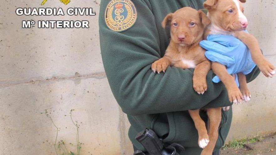 La Guardia Civil investiga a un vecino de Celadas por el abandono de cuatro cachorros