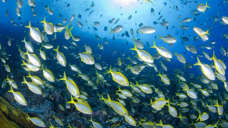 Un informe revela que no se cumplirán los objetivos de proteger el 30% de los océanos para 2030