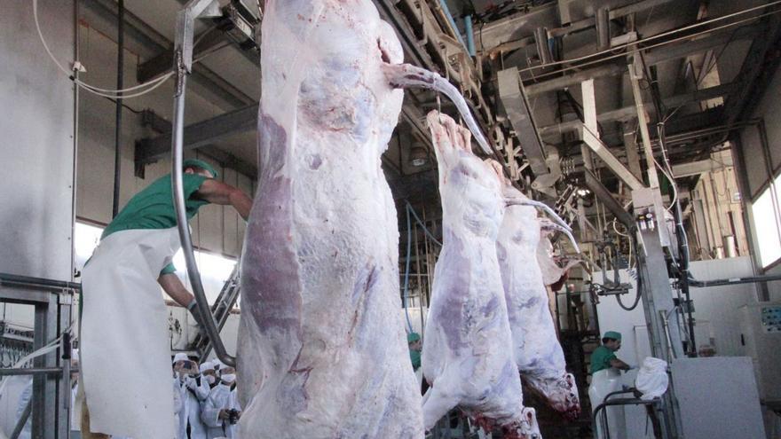 Zamora lidera el sacrificio de ovino en Castilla y León, con un 29% del mercado