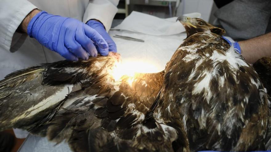Tratamiento en un centro de recuperaicón de un ave rapaz herida