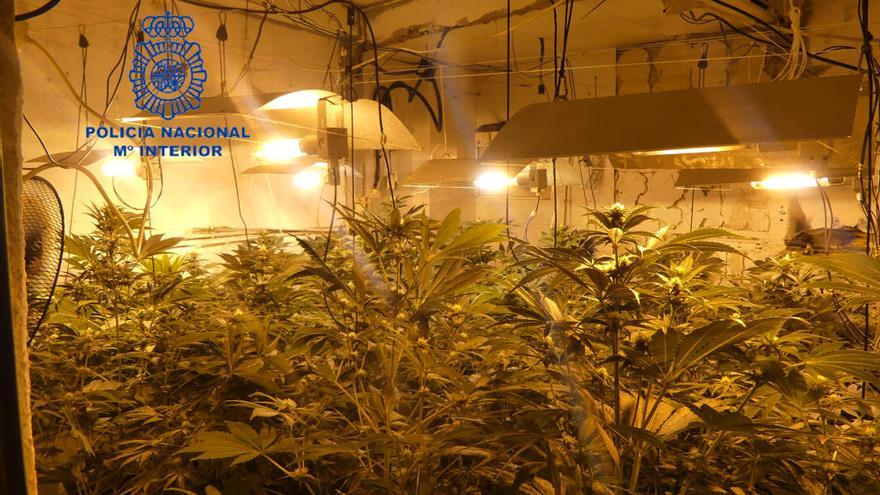 La Policía Nacional desmantela siete plantaciones de marihuana con enganches ilegales de electricidad en Alzira