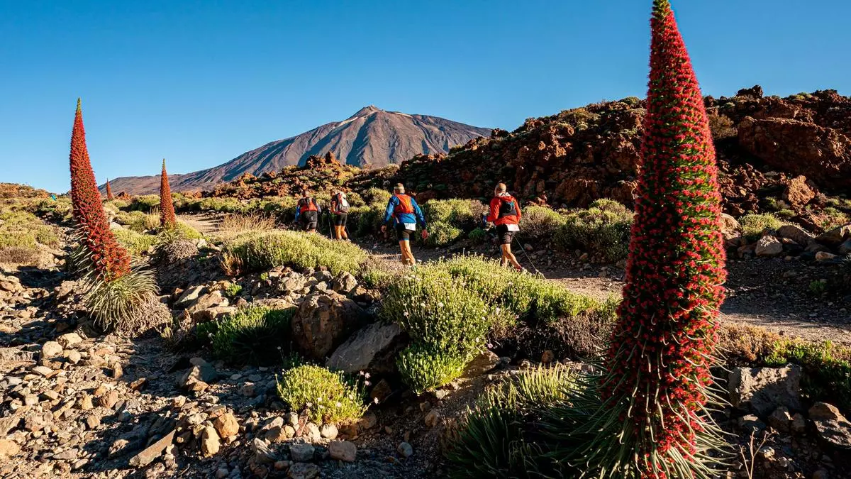 Así es el recorrido de la Tenerife Bluetrail 2025: del mar a los 3.555 metros del Teide