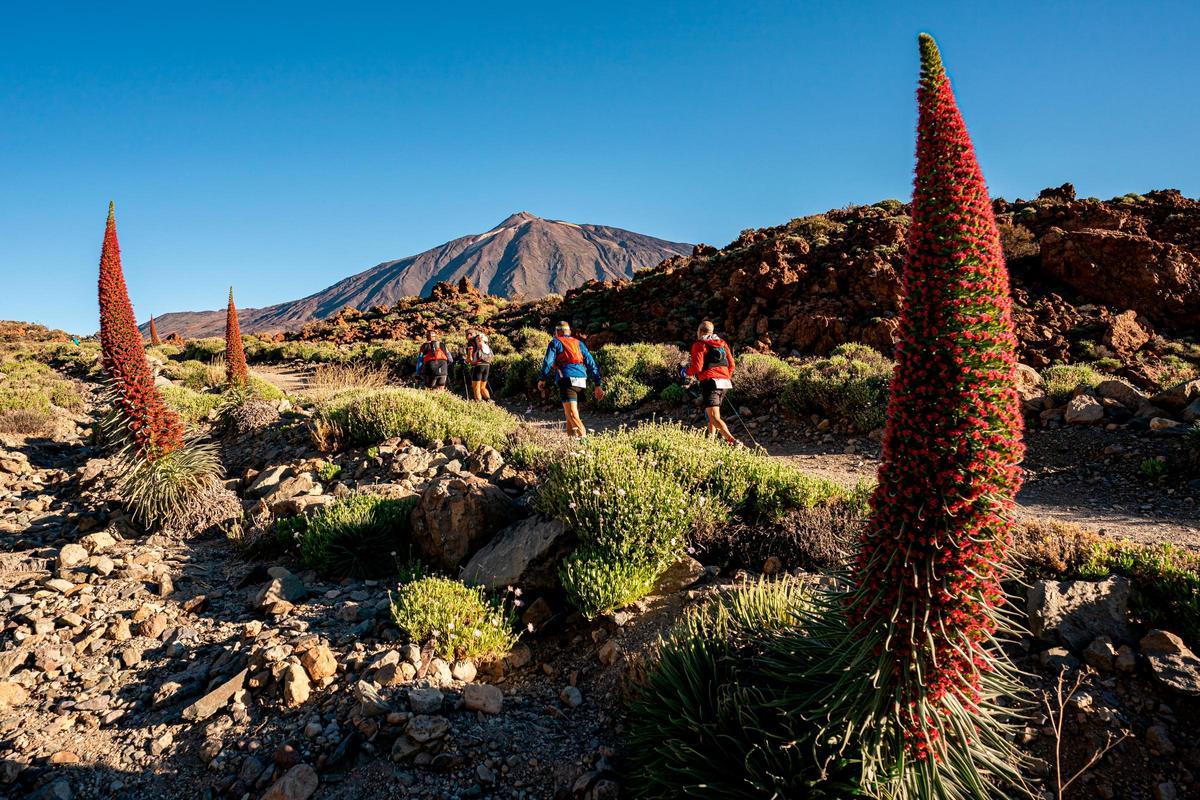 Tenerife Bluetrail asciende desde el nivel del mar hasta casi la cima del Teide
