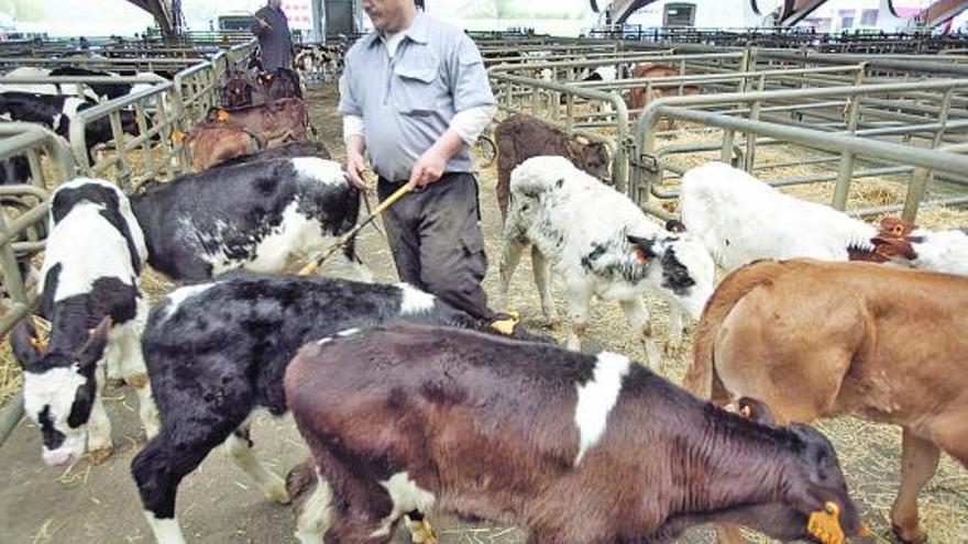 Tratantes con su ganado en el mercado de Pola de Siero.