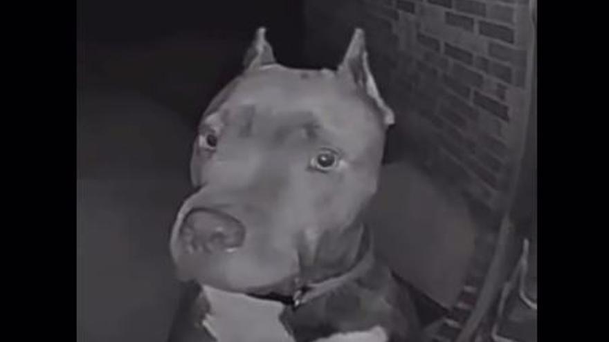 Bruce, el gos que ha protagonitzat el video viral