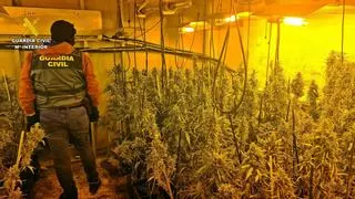 Desmanteladas dos plantaciones de marihuana camufladas en una vivienda con un okupa en Alange
