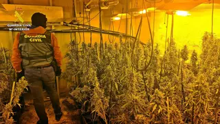 Desmantelada dos plantaciones de marihuana camufladas en una vivienda con un okupa en Alange