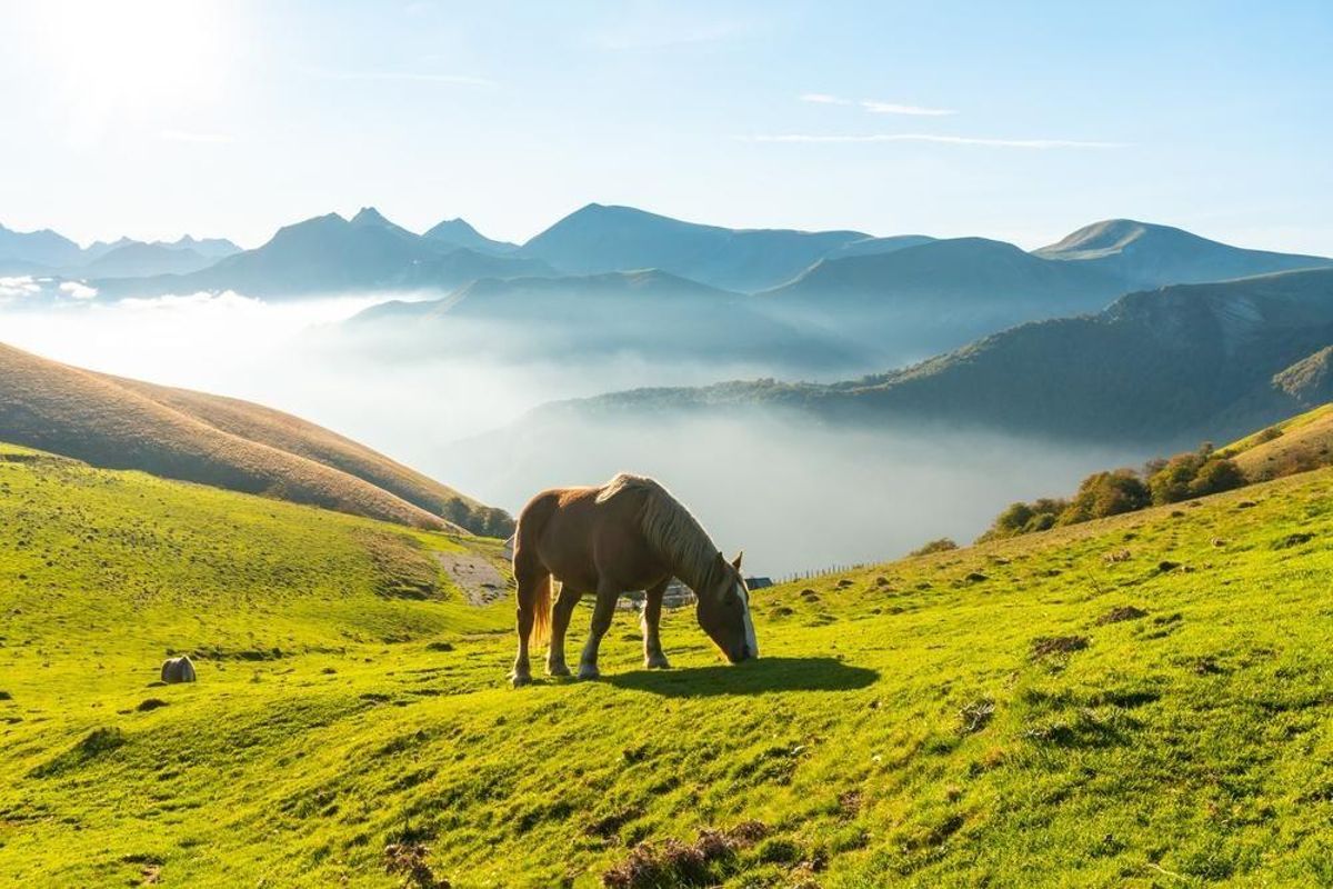 Selva de Irati (Navarra).