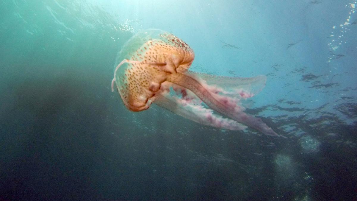 Contaminación orgánica y ausencia de depredadores, causas de la proliferación de medusas
