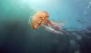 Temor en la playa de Levante de Benidorm por la llegada de medusas