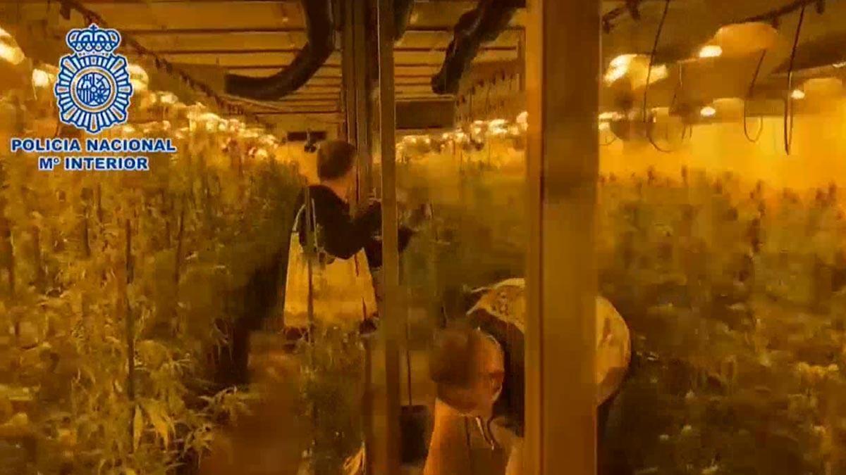 Desmanteladas dos plantaciones de marihuana en Madrid y seis detenidos.