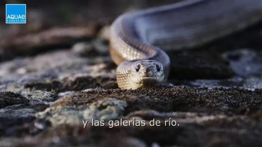 La culebra de escalera, la serpiente que controla a los ratones