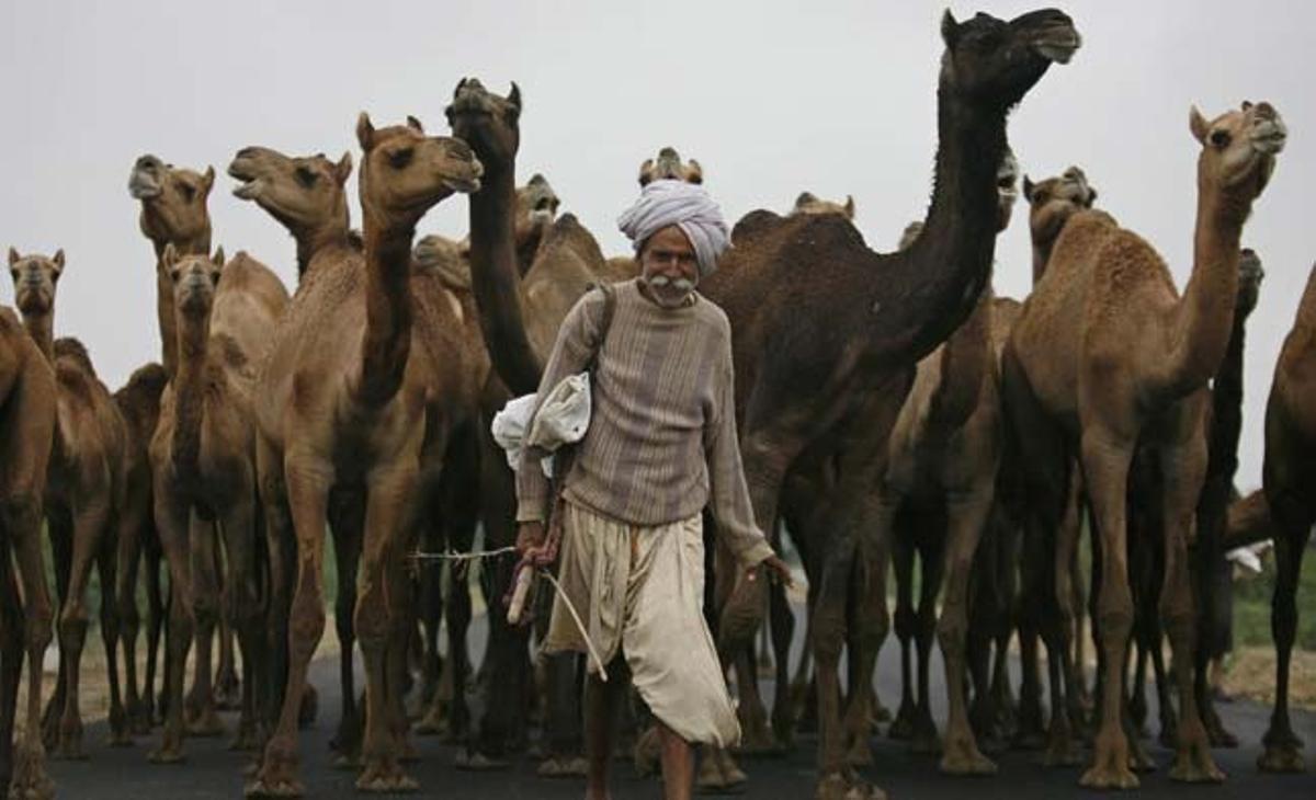 Un pastor condueix els seus camells per una carretera a prop de Suigam, a uns 200 quilòmetres al nord-oest de la ciutat occidental d’Ahmadabad (Índia).