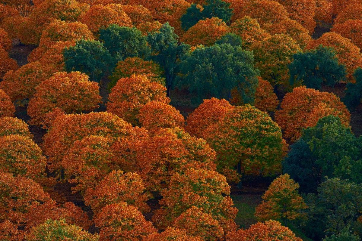 El bosque del Cobre