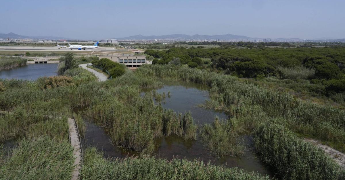 La consultora ambiental del Prat impulsa els seus treballs